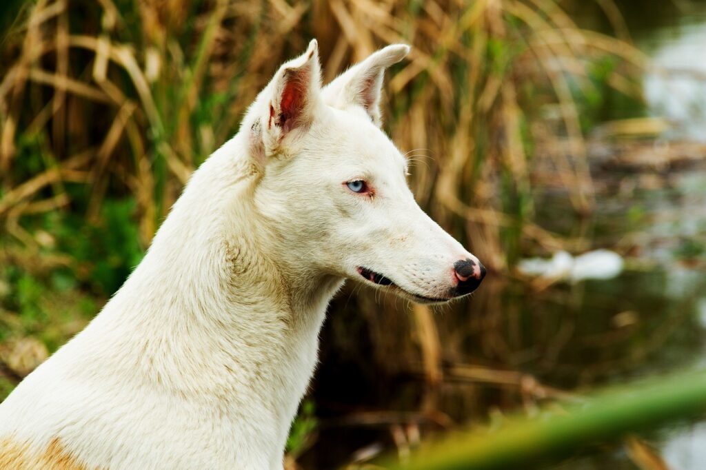 perro, dog, canine