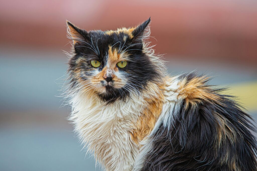 Colorful brown , black and white shaded cat