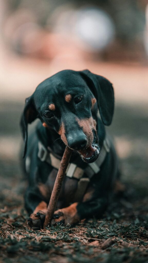 Dog Playing with Stick