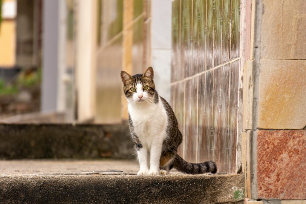 A cat sitting on the steps of a building